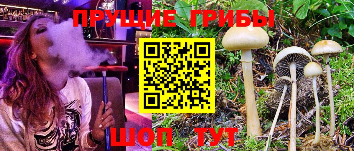 Псилоцибиновые грибы Psilocybine cubensis  Псилоцибиновые грибы прущие грибы  Всеволожск  Вход с VPN 